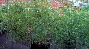 This tomato was planted in early July and grew to this size (12 ft x 3 ft x 7 ft tall) by the late August. 