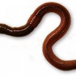 earthworm