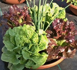 salad bowl planter