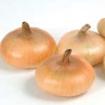 onion cippolini