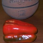 pepper big bertha w bball