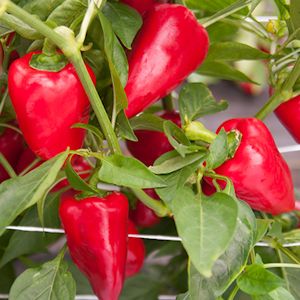 Extremely hot Capsicum annuum 100 Fresh Seeds .organic rare Concho Hot Pepper