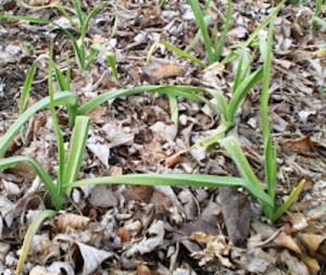 garlic w leaf mulch 2